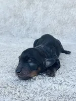 AKC Mini Longhair Dachshund Black Tan GIRL2, a female Dachshund for sale in Terra Bella, CA – 3 of 4