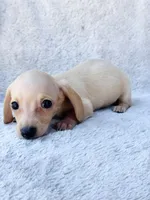 AKC Mini Dachshund Shorthair Cream Girl, a female Miniature Dachshund for sale in Terra Bella, CA – 3 of 6