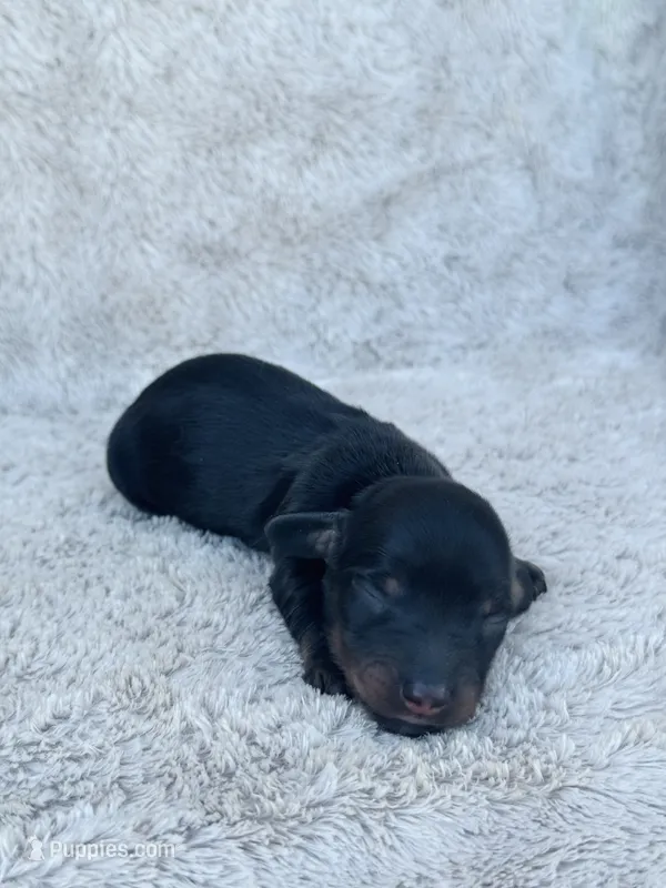 AKC Mini Longhair Dachshund Black Tan BOY – Dachshund puppy for sale in Terra Bella, CA