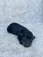 AKC Mini Longhair Dachshund Black Tan BOY, a male Dachshund for sale in Terra Bella, CA – 1 of 4