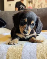 AKC Mini Longhair Dachshund Black Tan GIRL, a female Dachshund for sale in Terra Bella, CA – 3 of 6