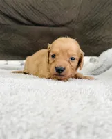 AKC Mini Longhair Dachshund GIRL 2, a female Miniature Dachshund for sale in Terra Bella, CA – 2 of 2