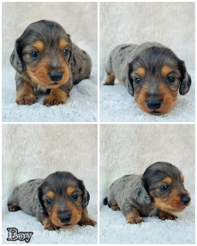 AKC Mini LONGHAIR Dachshund Dapple BOY – Dachshund puppy on hold in Terra Bella, CA