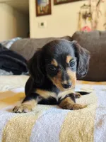 AKC Mini Longhair Dachshund Black Tan GIRL, a female Dachshund for sale in Terra Bella, CA – 2 of 6