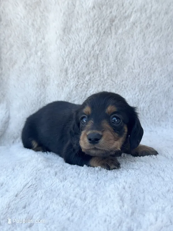 AKC Mini Longhair Dachshund Black Tan GIRL – Dachshund puppy for sale in Terra Bella, CA