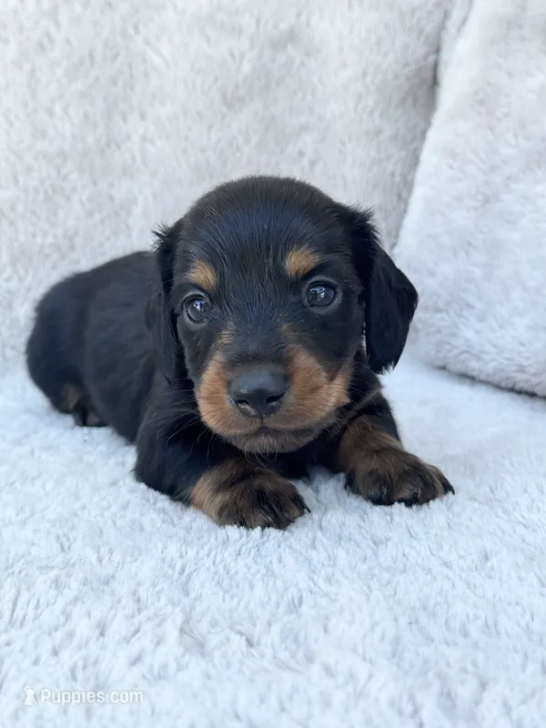 AKC Mini Longhair Dachshund Black Tan BOY – Dachshund puppy for sale in Terra Bella, CA