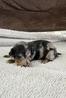 Mini Dachshund Longhair Dapple Boy, a male Miniature Dachshund for sale in Terra Bella, CA – 2 of 2