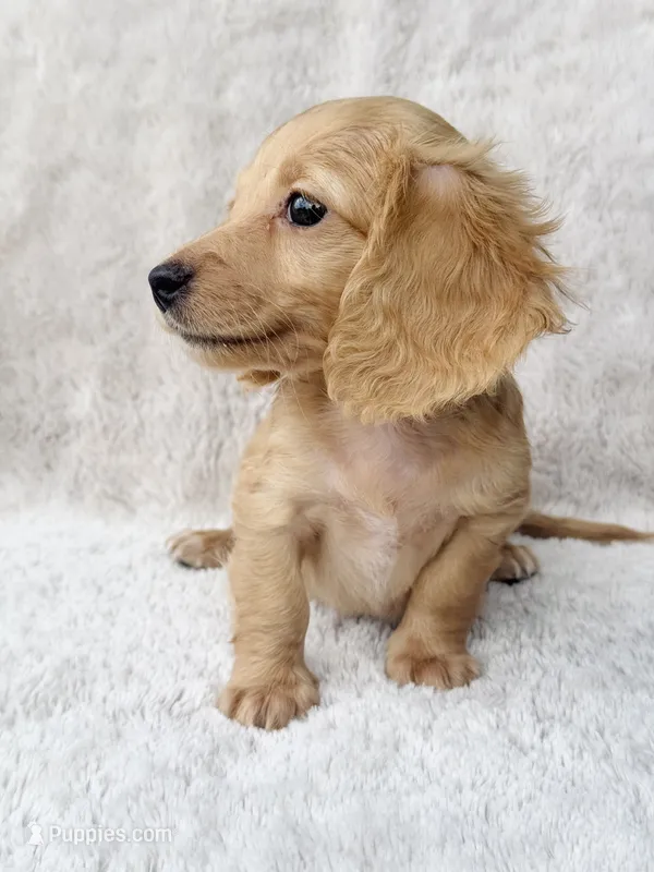 AKC Mini Longhair Dachshund GIRL – Miniature Dachshund puppy for sale in Terra Bella, CA