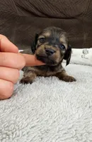 AKC Mini Longhair Dachshund BOY, a male Miniature Dachshund for sale in Terra Bella, CA – 1 of 3