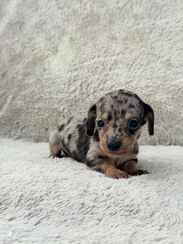 AKC Mini Shorthair Dachshund Black Dapple Boy – Miniature Dachshund puppy for sale in Terra Bella, CA