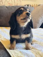 AKC Mini Longhair Dachshund Black Tan GIRL2, a female Dachshund for sale in Terra Bella, CA – 4 of 5
