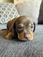 AKC Mini Dachshund Chocolate SHORTHAIR BOY, a male Miniature Dachshund for sale in Terra Bella, CA – 3 of 4