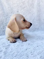 AKC Mini Dachshund Shorthair Cream Girl, a female Miniature Dachshund for sale in Terra Bella, CA – 4 of 6