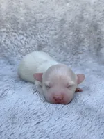 AKC Cream Longhair Mini Dachshund GIRL2, a female Miniature Dachshund for sale in Terra Bella, CA – 3 of 4
