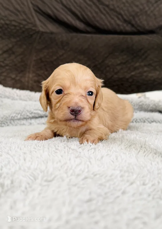 AKC Mini Longhair Dachshund GIRL – Miniature Dachshund puppy for sale in Terra Bella, CA