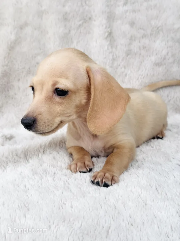 AKC Mini Dachshund Shorthair Cream Girl – Miniature Dachshund puppy for sale in Terra Bella, CA