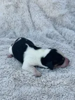 AKC Mini Longhair Dachshund PIEBALD GIRL, a female Dachshund for sale in Terra Bella, CA – 2 of 3
