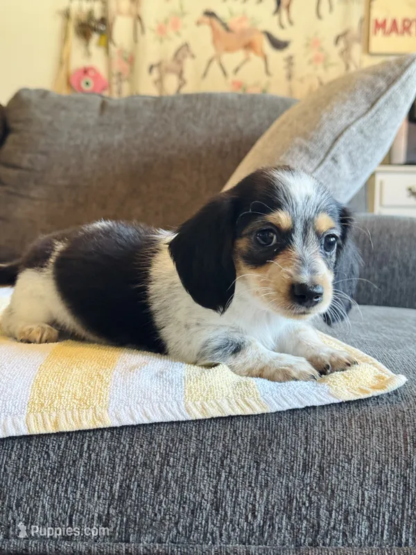 AKC Mini Longhair Dachshund PIEBALD GIRL – Dachshund puppy on hold in Terra Bella, CA