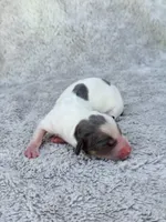 DAPPLE AKC Longhair Mini Dachshund Boy, a male Miniature Dachshund for sale in Terra Bella, CA – Photo 4 of 4