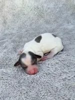 DAPPLE AKC Longhair Mini Dachshund Boy, a male Miniature Dachshund for sale in Terra Bella, CA – Photo 3 of 4