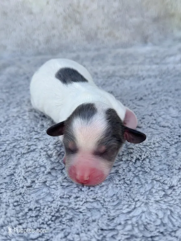 DAPPLE AKC Longhair Mini Dachshund Boy – Miniature Dachshund puppy for sale in Terra Bella, CA