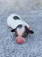 DAPPLE AKC Longhair Mini Dachshund Boy, a male Miniature Dachshund for sale in Terra Bella, CA – Photo 1 of 4