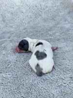 DAPPLE AKC Longhair Mini Dachshund Boy, a male Miniature Dachshund for sale in Terra Bella, CA – Photo 2 of 4