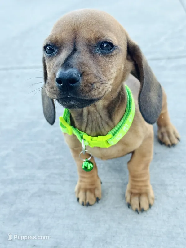 SHORTHAIR RED MINI DACHSHUND BOY – Miniature Dachshund puppy for sale in Terra Bella, CA