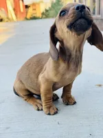 SHORTHAIR RED MINI DACHSHUND BOY, a male Miniature Dachshund for sale in Terra Bella, CA – Photo 3 of 5