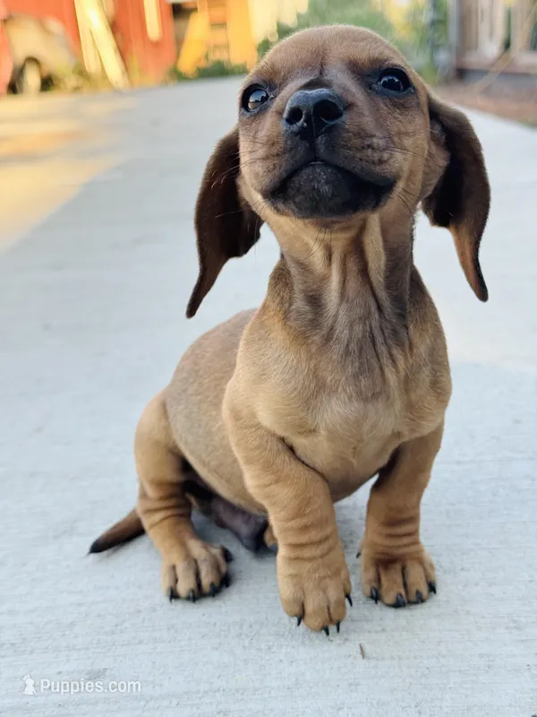 SHORTHAIR RED MINI DACHSHUND BOY – Miniature Dachshund puppy for sale in Terra Bella, CA