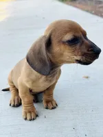SHORTHAIR RED MINI DACHSHUND BOY, a male Miniature Dachshund for sale in Terra Bella, CA – Photo 5 of 5