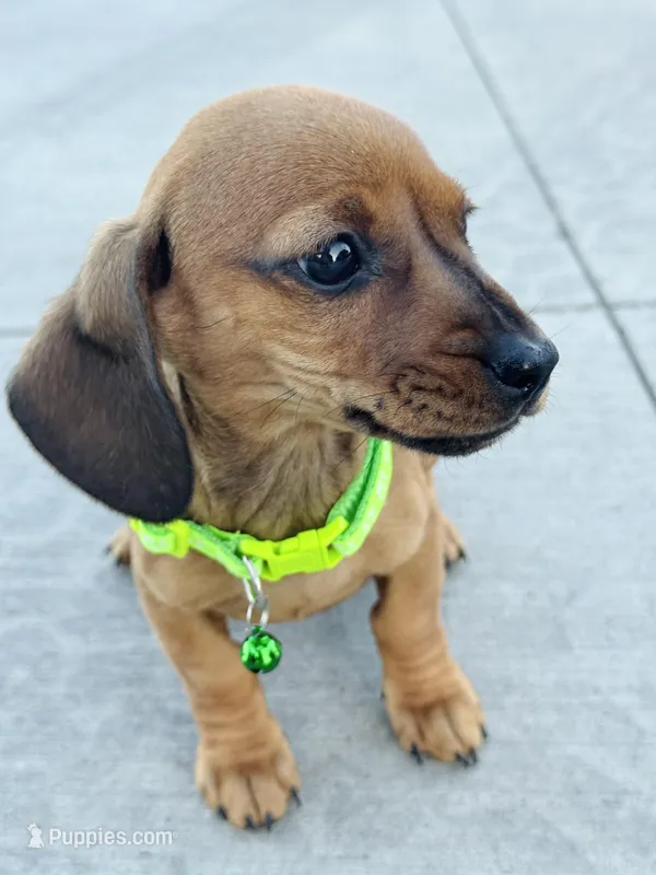 SHORTHAIR RED MINI DACHSHUND BOY – Miniature Dachshund puppy for sale in Terra Bella, CA