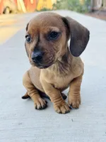 SHORTHAIR RED MINI DACHSHUND BOY, a male Miniature Dachshund for sale in Terra Bella, CA – Photo 4 of 5