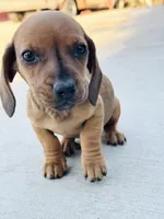 SHORTHAIR RED MINI DACHSHUND BOY, a male Miniature Dachshund for sale in Terra Bella, CA – Photo 2 of 5