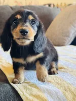 AKC Mini Longhair Dachshund Black Tan GIRL2, a female Dachshund for sale in Terra Bella, CA – 5 of 5
