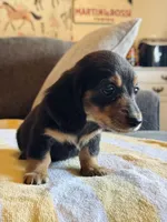 AKC Mini Longhair Dachshund Black Tan GIRL, a female Dachshund for sale in Terra Bella, CA – 4 of 6