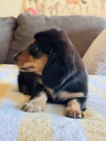 AKC Mini Longhair Dachshund Black Tan GIRL2, a female Dachshund for sale in Terra Bella, CA – 2 of 5