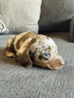 AKC Mini Dachshund Dapple SHORTHAIR GIRL, a female Miniature Dachshund for sale in Terra Bella, CA – 4 of 4