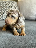 AKC Mini Dachshund Dapple Girl SHORTHAIR, a female Miniature Dachshund for sale in Terra Bella, CA – 3 of 4