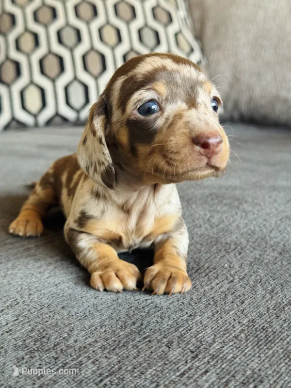 AKC Mini Dachshund Dapple Girl SHORTHAIR – Miniature Dachshund puppy for sale in Terra Bella, CA