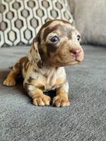 AKC Mini Dachshund Dapple Girl SHORTHAIR, a female Miniature Dachshund for sale in Terra Bella, CA – 1 of 4