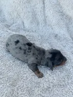 AKC Mini LONGHAIR Dachshund Dapple BOY, a male Dachshund for sale in Terra Bella, CA – 4 of 4