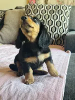 AKC Mini Longhair Dachshund GIRL *READY NOW*, a female Dachshund for sale in Terra Bella, CA – 5 of 5