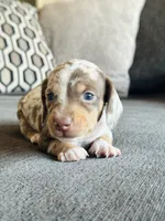 AKC Mini Dachshund Dapple SHORTHAIR BOY, a male Miniature Dachshund for sale in Terra Bella, CA – 2 of 4