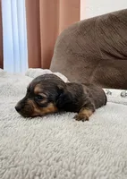 AKC Mini Longhair Dachshund BOY, a male Miniature Dachshund for sale in Terra Bella, CA – 2 of 3
