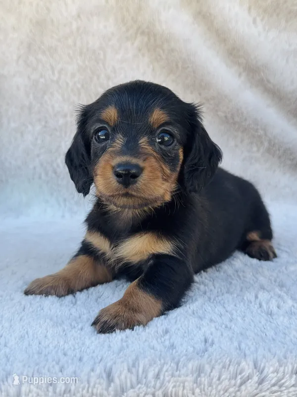 AKC Mini Longhair Dachshund Black Tan GIRL – Dachshund puppy for sale in Terra Bella, CA
