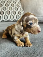 AKC Mini Dachshund Dapple Girl SHORTHAIR, a female Miniature Dachshund for sale in Terra Bella, CA – 4 of 4
