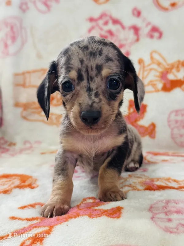 AKC Mini Shorthair Dachshund Black Dapple Boy – Miniature Dachshund puppy for sale in Terra Bella, CA