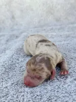 DAPPLE AKC Mini Longhair Dachshund GIRL, a female Miniature Dachshund for sale in Terra Bella, CA – Photo 4 of 4