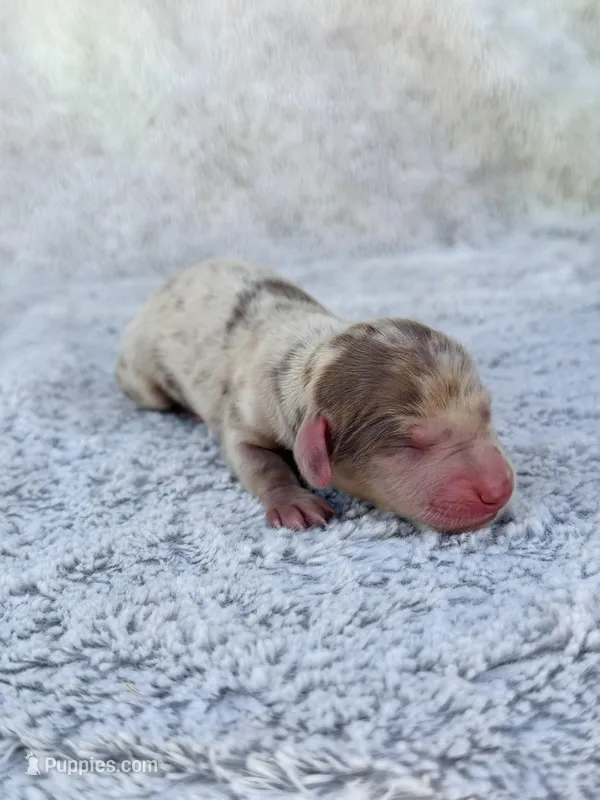 DAPPLE AKC Mini Longhair Dachshund GIRL – Miniature Dachshund puppy for sale in Terra Bella, CA
